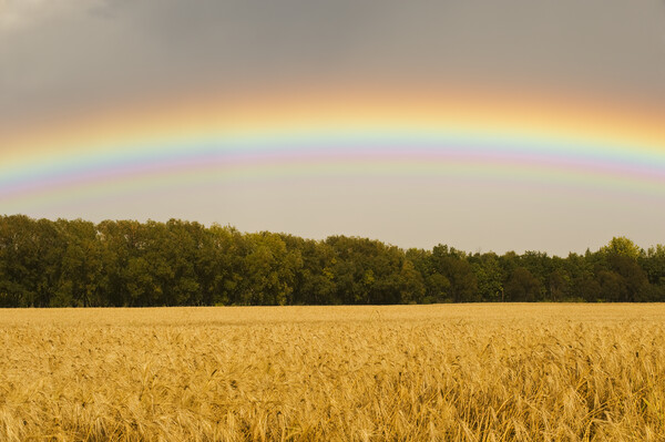 Rainbow over Barley Field Picture Board by Dave Reede