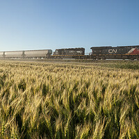 Buy canvas prints of Train Passing a Wheat Field by Dave Reede