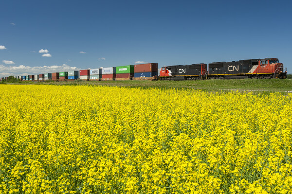 Shipping Containers on Rail Cars Pass a Canola Field Picture Board by Dave Reede