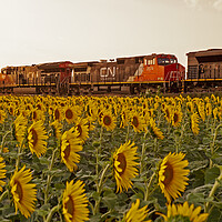 Buy canvas prints of Locomotives Pass a Sunflower Field by Dave Reede