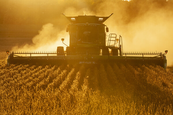 Soybean Harvest Picture Board by Dave Reede
