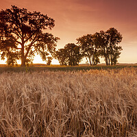 Buy canvas prints of Trees at the Edge of a Barley Field by Dave Reede
