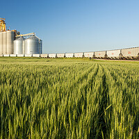 Buy canvas prints of spring wheat field with new rail hopper cars on a loop track by Dave Reede