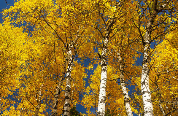 poplar trees in autumn colors Picture Board by Dave Reede