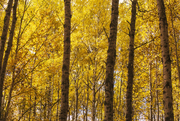 poplar trees in autumn colors Picture Board by Dave Reede