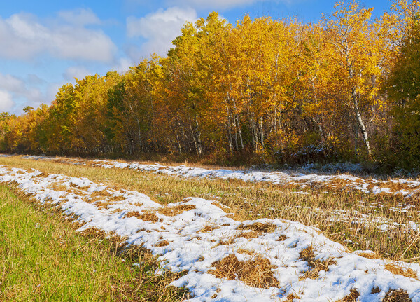 wheat stubble field with snow and aspens in autumn colour Picture Board by Dave Reede