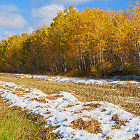 Buy canvas prints of wheat stubble field with snow and aspens in autumn colour by Dave Reede