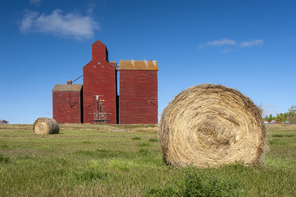 field with round hay bales and old grain elevator Picture Board by Dave Reede