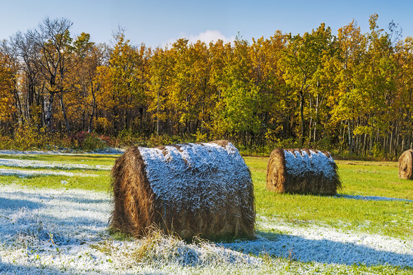 first snow over hay bales Picture Board by Dave Reede