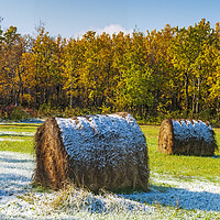 Buy canvas prints of first snow over hay bales by Dave Reede