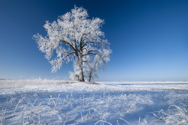 frost covered cottonwood tree Picture Board by Dave Reede