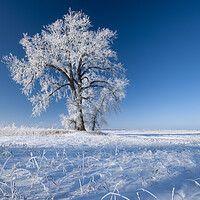 Buy canvas prints of frost covered cottonwood tree by Dave Reede