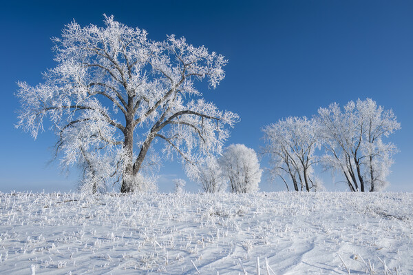 frost covered trees Picture Board by Dave Reede