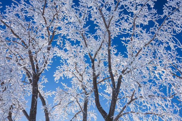 trees covered with hoarfrost#2 Picture Board by Dave Reede
