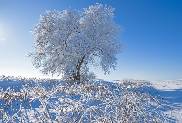 tree covered with hoarfrost Picture Board by Dave Reede