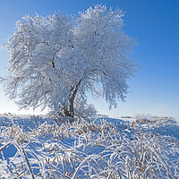 Buy canvas prints of tree covered with hoarfrost by Dave Reede