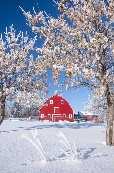 Red Barn During Winter Picture Board by Dave Reede