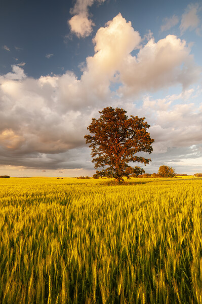 oak tree in a field of wheat Picture Board by Dave Reede