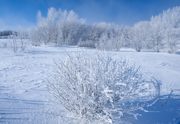 field with frost covered trees Picture Board by Dave Reede