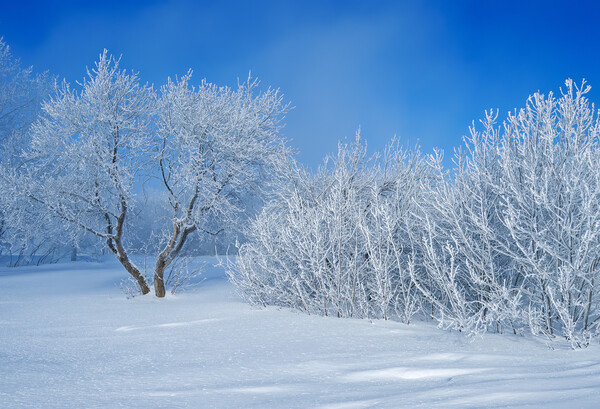 field with frost covered trees Picture Board by Dave Reede