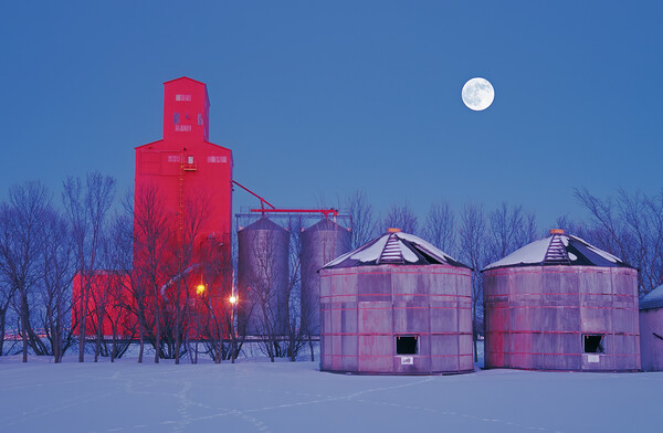 old grain bins on a farm next to a grain elevator Picture Board by Dave Reede