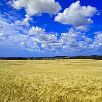 Buy canvas prints of maturing barley crop by Dave Reede
