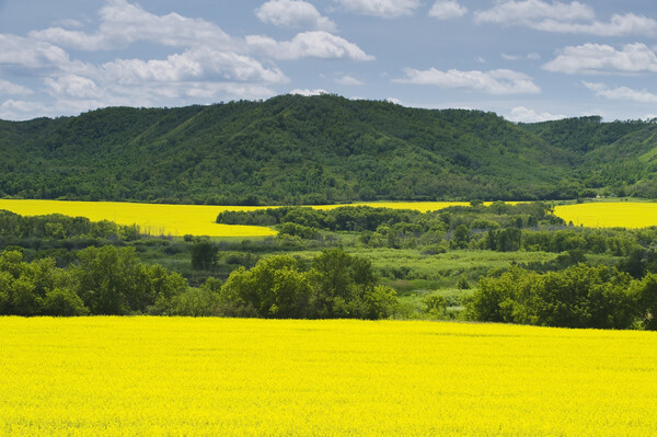 eroded hills and farmland with canola Picture Board by Dave Reede