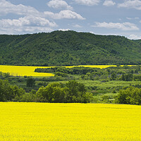 Buy canvas prints of eroded hills and farmland with canola by Dave Reede