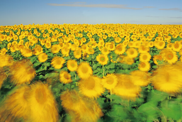 sunflower field on a windy day Picture Board by Dave Reede