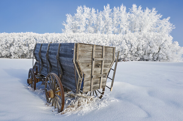 Wagon on a frosty day Picture Board by Dave Reede
