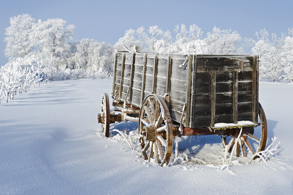 Wagon in the hoarfrost Picture Board by Dave Reede