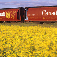 Buy canvas prints of rail hopper cars with flowering canola in the foreground by Dave Reede