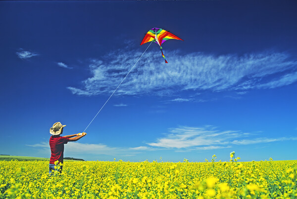 a farm girl flies a kite in a blooming canola field Picture Board by Dave Reede