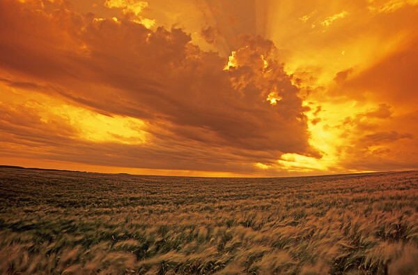 barley crop and sky with developing cumulonimbus clouds Picture Board by Dave Reede