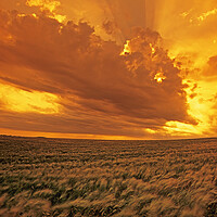 Buy canvas prints of barley crop and sky with developing cumulonimbus clouds by Dave Reede