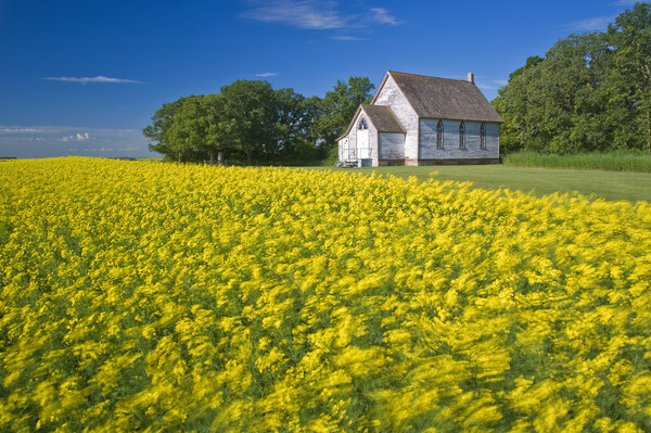 wind-blown bloom stage canola field with old church in the background Picture Board by Dave Reede