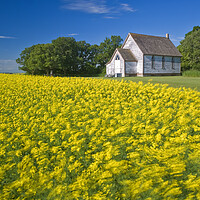 Buy canvas prints of wind-blown bloom stage canola field with old church in the background by Dave Reede