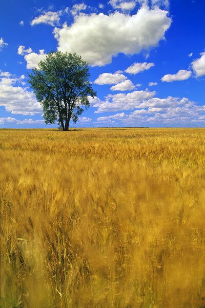 a maturing barley crop blows around in the wind with a cottonwood tree and a sky with cumulus clouds Picture Board by Dave Reede