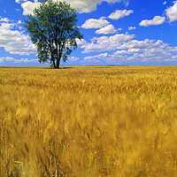Buy canvas prints of a maturing barley crop blows around in the wind with a cottonwood tree and a sky with cumulus clouds by Dave Reede