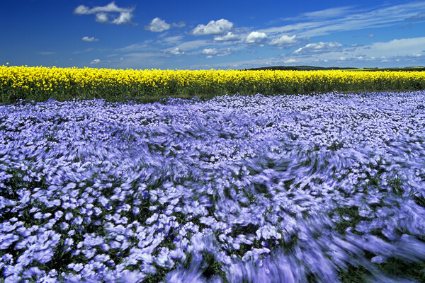 wind-blown flowering flax field with canola  in the background Picture Board by Dave Reede