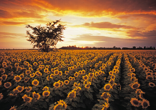 sunflower field Picture Board by Dave Reede