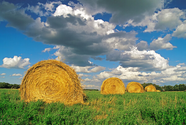 round alfalfa bales Picture Board by Dave Reede
