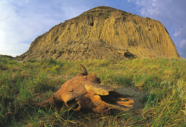 old buffalo skull, Castle Butte Picture Board by Dave Reede