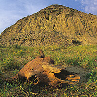 Buy canvas prints of old buffalo skull, Castle Butte by Dave Reede