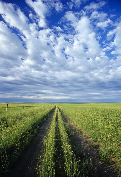 road through field of crested wheat forage crop Picture Board by Dave Reede