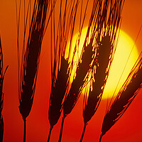 Buy canvas prints of Barley Sunset by Dave Reede