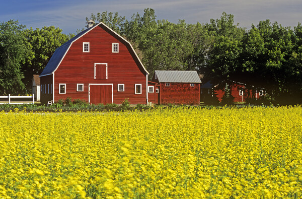 a field of bloom stage canola with a barn in  background Picture Board by Dave Reede