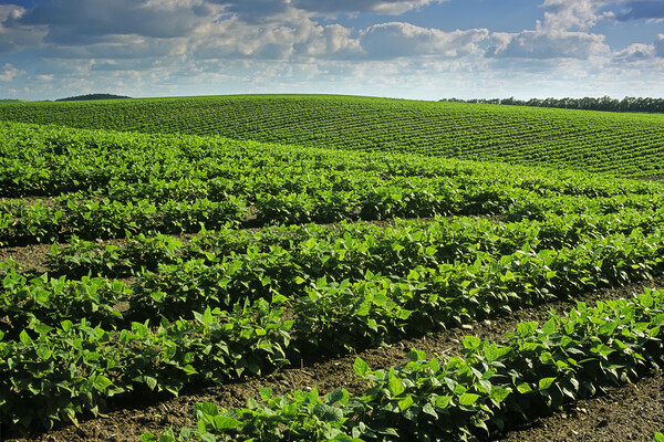 Bean Field Picture Board by Dave Reede