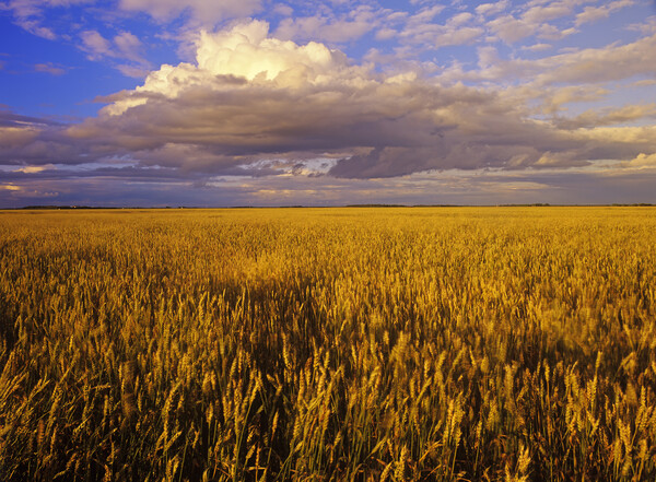 mature spring wheat field with developing cumulonimbus cloud Picture Board by Dave Reede