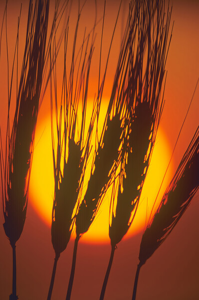 barley at sunset Picture Board by Dave Reede